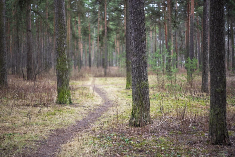 a dirt path in the middle of a forest, a photo, by Jacob Kainen, shutterstock, very sparse detail, boundary of two lands, early spring, 7 0 mm photo