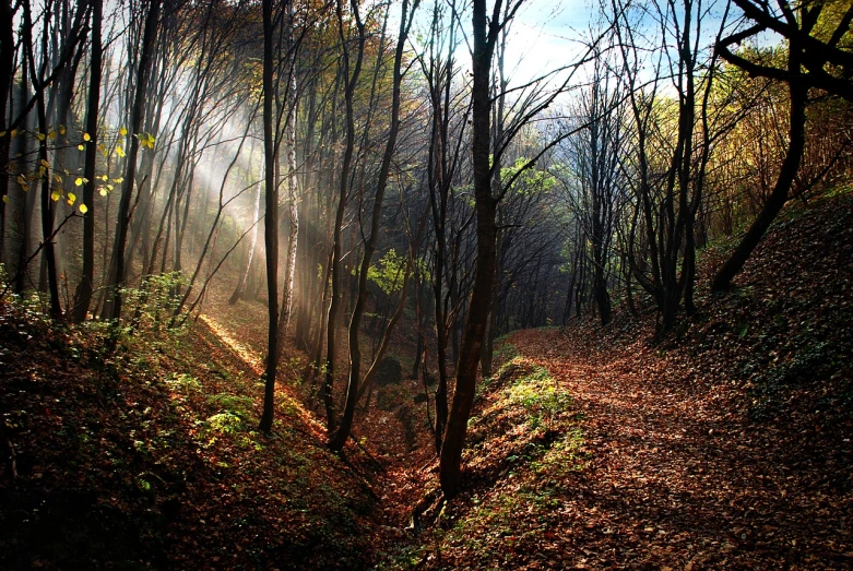 the sun is shining through the trees in the woods, by Mirko Rački, flickr, romanticism, colorful ravine, grain”, ((mist)), beautiful raking sunlight