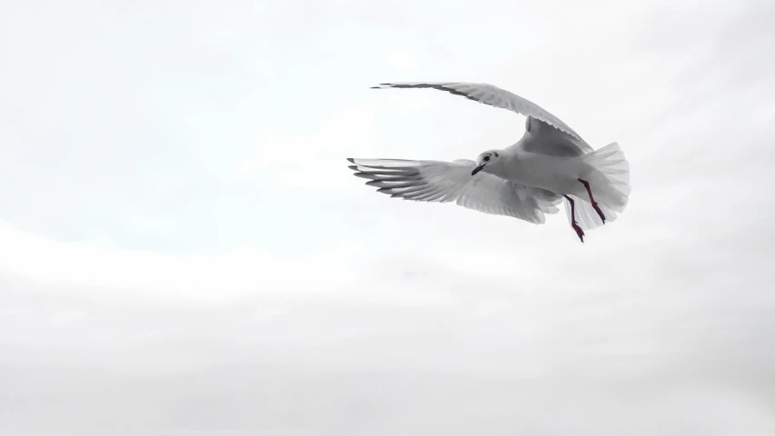 a seagull flying in the sky on a cloudy day, inspired by Jan Kupecký, pexels, arabesque, white and grey, background image, watch photo