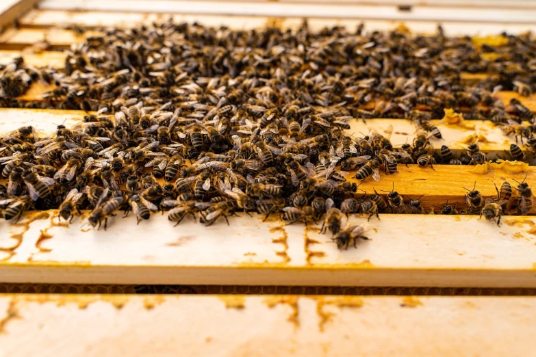 a bunch of bees that are on a piece of wood, a stock photo, by Erwin Bowien, shutterstock, on a wooden tray, crowded and populated, panels, very accurate photo