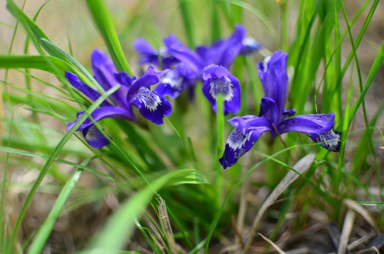 a couple of purple flowers that are in the grass, a portrait, iris compiet, outdoor photo