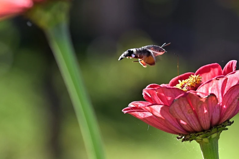 a close up of a flower with a bee on it, by Jan Rustem, flickr, happening, jumping, hummingbirds, leaping towards viewer, miniature cosmos