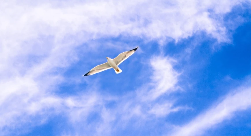 a white bird flying through a blue sky, a stock photo, minimalism, modern high sharpness photo