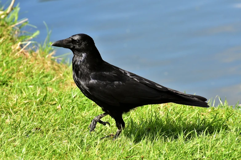 a black bird standing on top of a lush green field, inspired by Gonzalo Endara Crow, pixabay, renaissance, walking towards camera, at the waterside, side view close up of a gaunt, stock photo