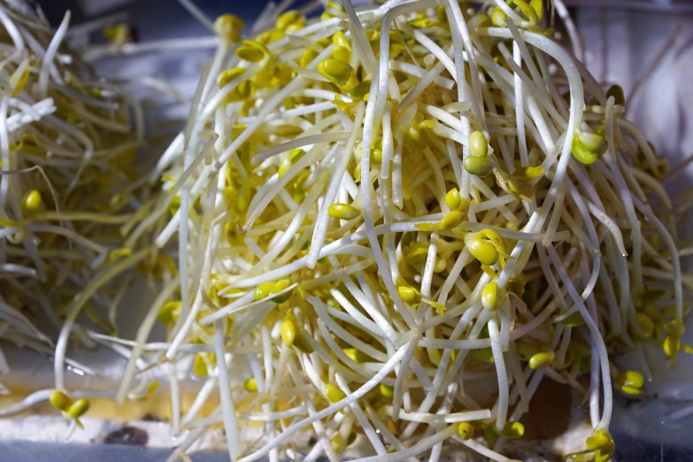 a close up of a bunch of sprouts on a table, a macro photograph, inside the flower, view from bottom to top, grind, show from below