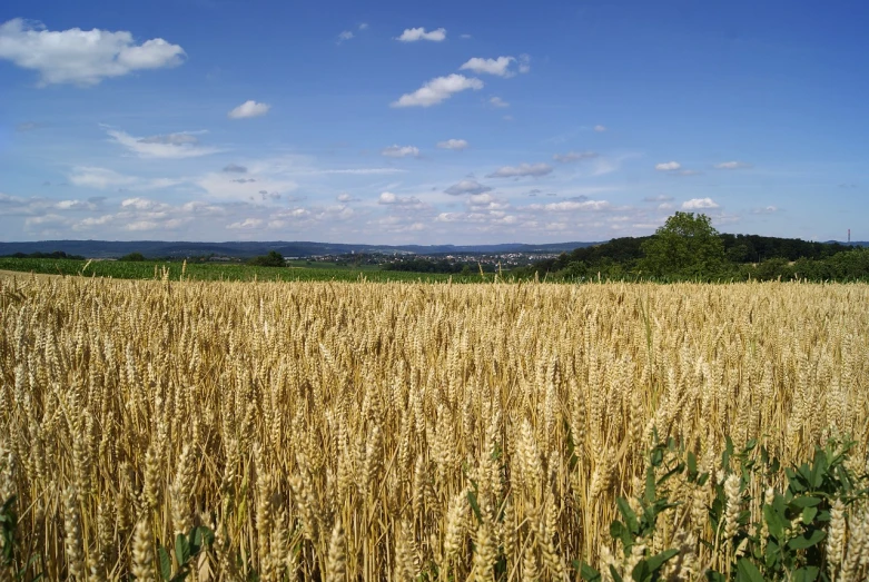 a field of ripe wheat on a sunny day, by Karl Pümpin, detmold, urban view in the distance, chesterfield, version 3