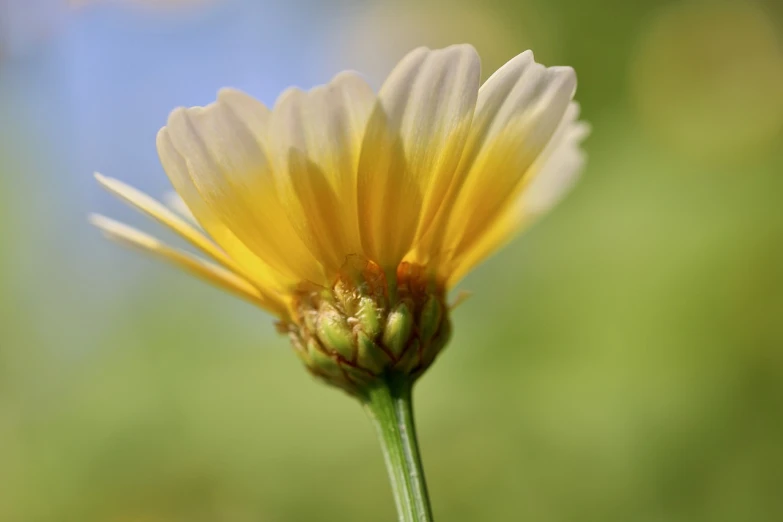 a close up of a yellow flower with a blurry background, a picture, by Jan Rustem, worm\'s eye view, miniature cosmos, painted pale yellow and green, half - length photo