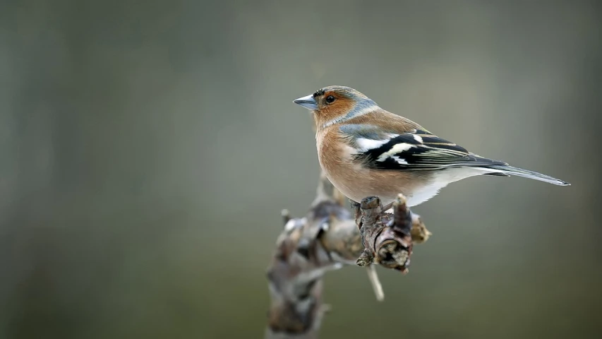 a small bird sitting on top of a tree branch, a portrait, by Jens Jørgen Thorsen, flickr, standing bird, february), 2 0 0 mm focus, tattered wings