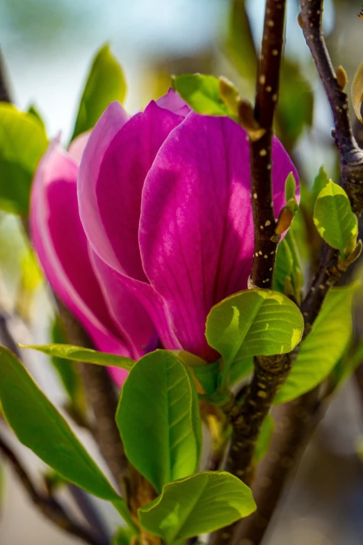 a close up of a flower on a tree, a portrait, by Jan Rustem, pexels, romanticism, magnolia big leaves and stems, magenta colours, sunlit, georgic