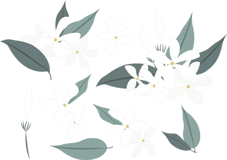 a bunch of white flowers on a black background, an illustration of, inspired by Josetsu, hurufiyya, jasmine, background image, various posed, many leaves