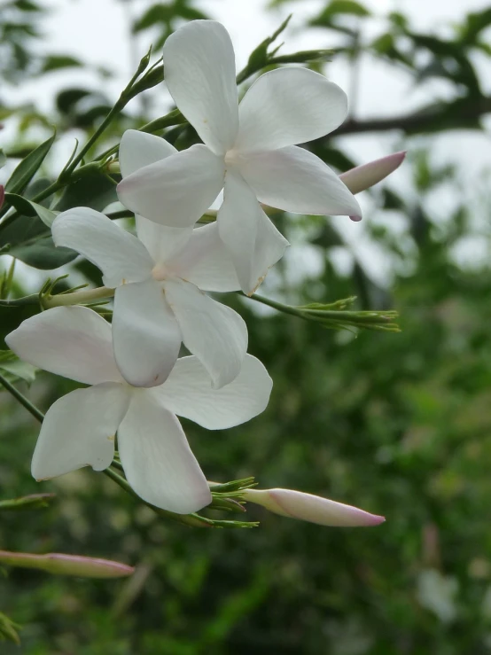a close up of some white flowers on a tree, flickr, hurufiyya, jasmine, cuba, beautiful flower, violet polsangi