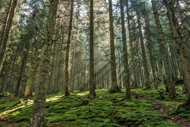 a forest filled with lots of green moss, by Jacob Kainen, pexels, ((trees)), holy rays, sparse pine forest, caledonian forest