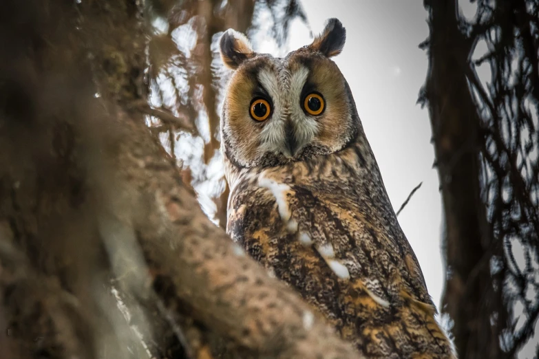 a large owl sitting on top of a tree branch, a portrait, shutterstock, focused amber eyes, high angle close up shot, 2 0 2 2 photo, reportage photo