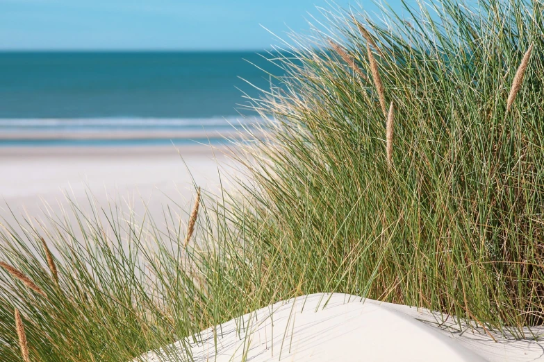 a couple of tall grass sitting on top of a sandy beach, northern france, breath-taking beautiful beach, brochure, background image