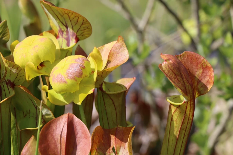 a group of pitchers sitting on top of a lush green field, by Linda Sutton, pixabay, art nouveau, carnivorous plant, backlight leaves, yellows and reddish black, closeup photo