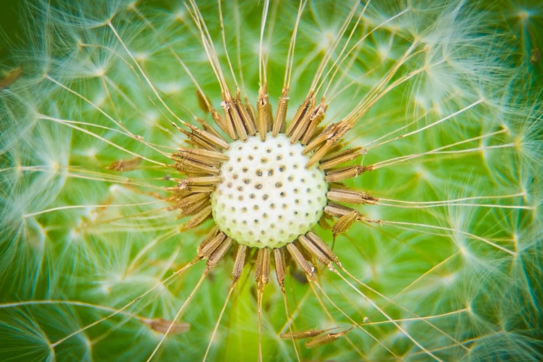 a close up of a dandelion on a green background, a macro photograph, precisionism, little planet, high details photo