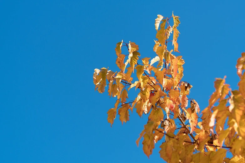 a bird sitting on top of a tree branch, a photo, by Jan Rustem, shutterstock, minimalism, golden leaves, blue clear sky, elm tree, 2 4 mm iso 8 0 0 color