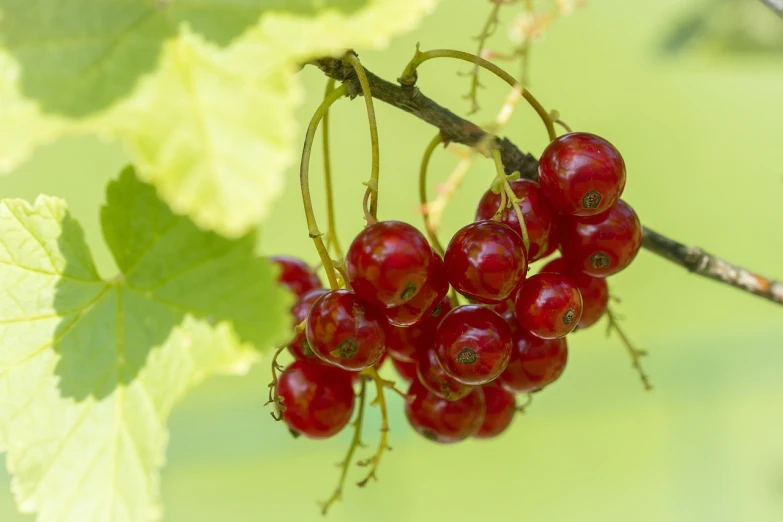 a bunch of red berries hanging from a tree, a picture, by Dietmar Damerau, shutterstock, bauhaus, macro image, summer, close-up photo, avatar image