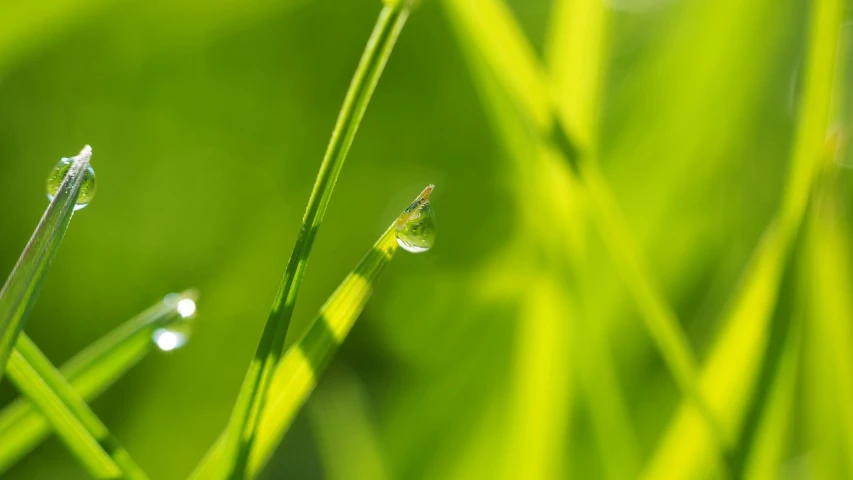 a close up of some grass with water droplets, by Tadashige Ono, bamboo, dof narrow, realistic refraction, macro 8mm photo