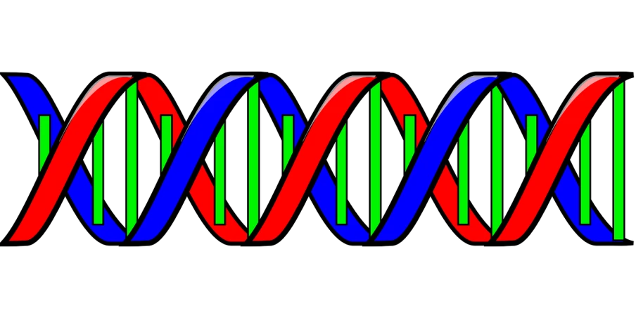 a single strand of red, green, and blue dna, a digital rendering, on a flat color black background, no gradients, pig, twins