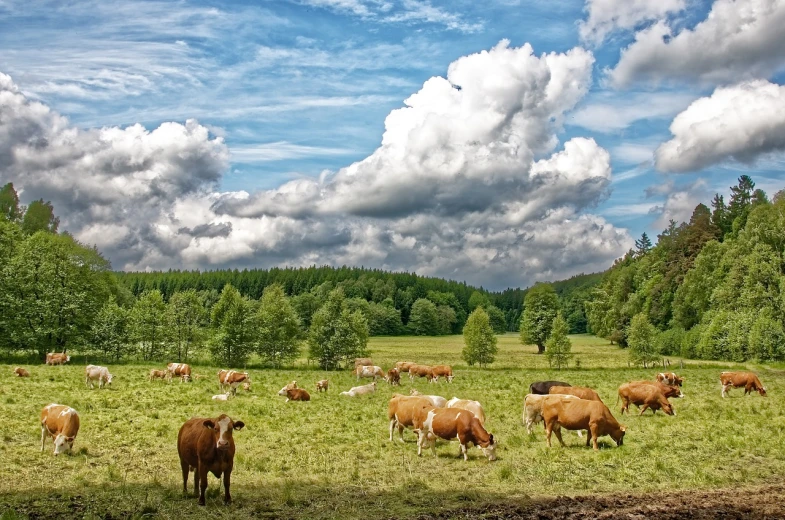 a herd of cattle grazing on a lush green field, a picture, by Dietmar Damerau, shutterstock, nature and clouds in background, german forest, stock photo