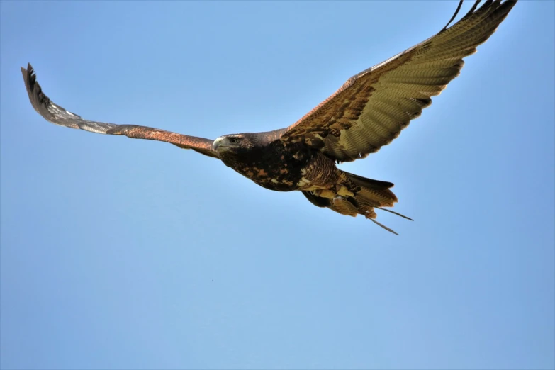 a large bird flying through a blue sky, a portrait, pexels contest winner, hurufiyya, armor angle with wing, brood spreading, today\'s featured photograph 4k, brown tail