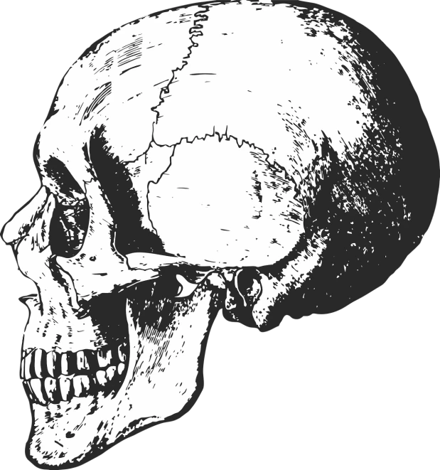 a black and white image of a human skull, a digital rendering, pixabay, side view of a gaunt, underbite, [ organic, skull cap