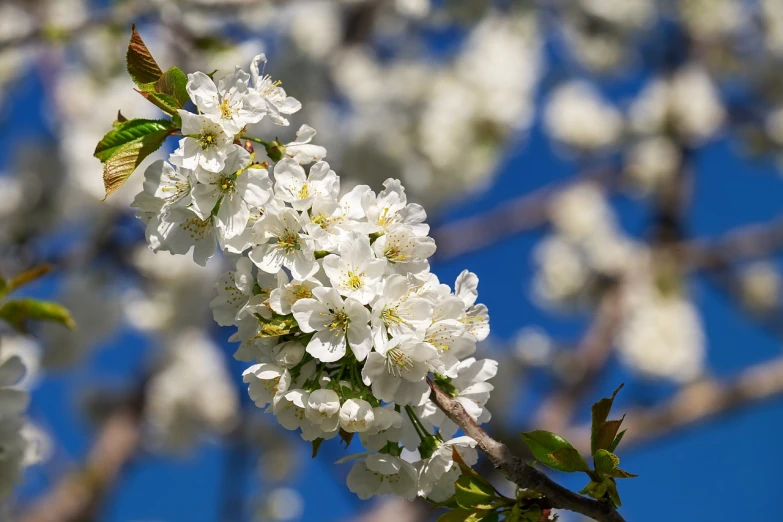 a branch with white flowers against a blue sky, a stock photo, by Erwin Bowien, shutterstock, cherry blossums, highly detailed picture, idaho, close up image