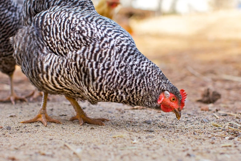 a couple of chickens that are standing in the dirt, a photo, side view close up of a gaunt, high res photo, having a snack, closeup of the face