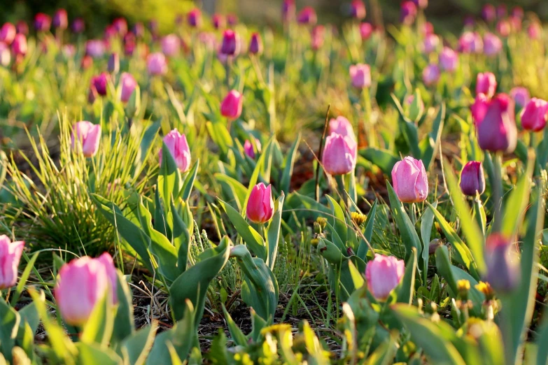 a field of pink tulips on a sunny day, a picture, by Harold von Schmidt, pexels, in a gentle green dawn light, istockphoto, at twilight, mid shot photo