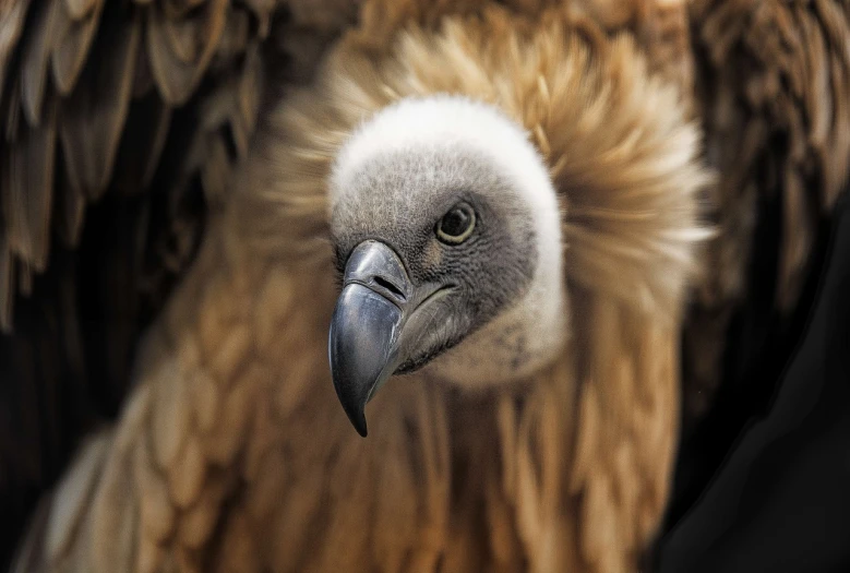 a close up of a bird of prey, a photo, hurufiyya, humanoid feathered head, museum quality photo, vultures, istock