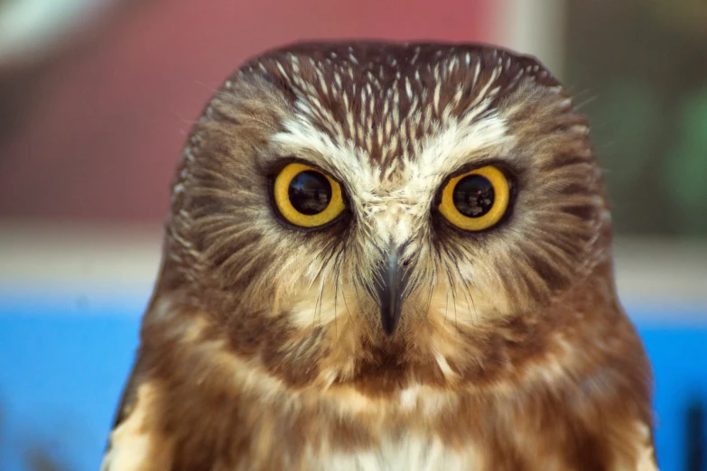 a close up of an owl with yellow eyes, by Edward Corbett, flickr, hurufiyya, big glass eyes, brown hair and large eyes, very very small owl, blank stare”