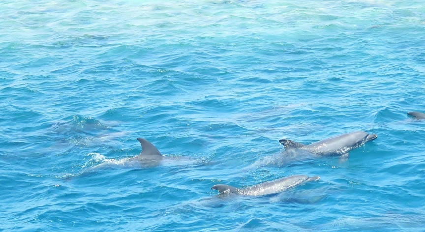 a group of dolphins swimming in the ocean, 🦩🪐🐞👩🏻🦳, great barrier reef, sri lanka, resting