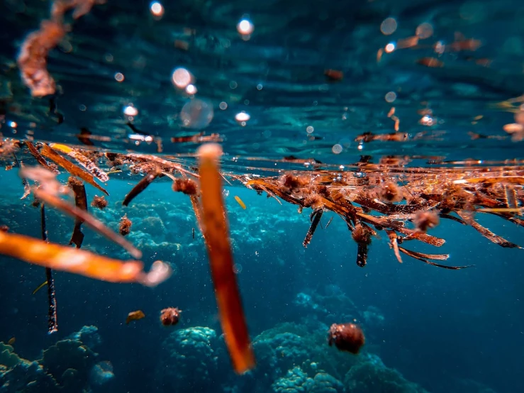 a fish that is swimming in some water, a picture, by Matthias Weischer, plasticien, jackstraws, chaotic sea setting, photo taken in 2 0 2 0, tiny sticks