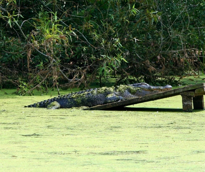 a large alligator sitting on top of a wooden bench, in a swamp, lying on back, full of greenish liquid, file photo