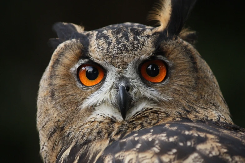 a close up of an owl with orange eyes, a picture, by Edward Corbett, hurufiyya, serious business, sfw version, eyes opened, horn