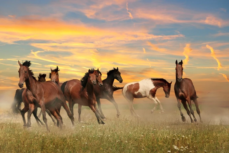 a herd of horses running across a grass covered field, shutterstock, sunset sky, mustang, beautiful”