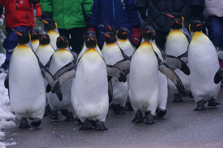 a group of penguins standing next to each other, a picture, by Dietmar Damerau, shutterstock, walk in a funeral procession, 50mm 4k, carnival, benjamin vnuk