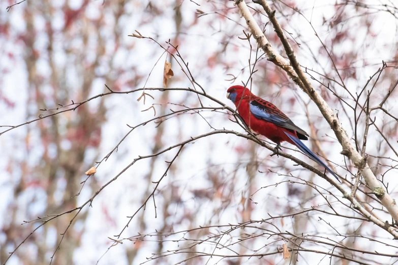 a red and blue bird perched on a tree branch, by Robert Brackman, shutterstock, australian, very wide shot, looking majestic in forest, winter vibrancy