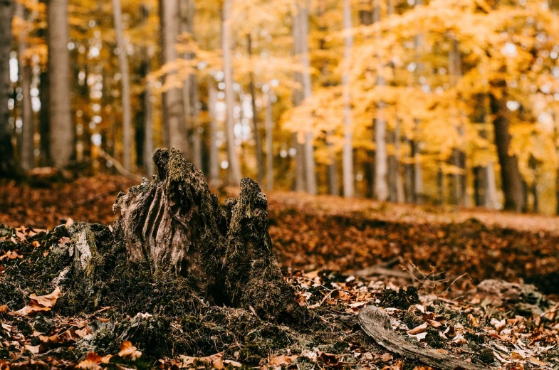 a tree stump sitting in the middle of a forest, a picture, by Joseph von Führich, pexels, fine art, autumn leaves background, ocher details, in the shape of a ent, yellowed with age