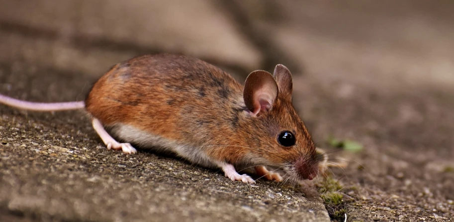 a close up of a mouse on a concrete surface, by Hans Schwarz, trending on pixabay, photorealism, profile picture 1024px, kidneys, crawling on the ground, male and female