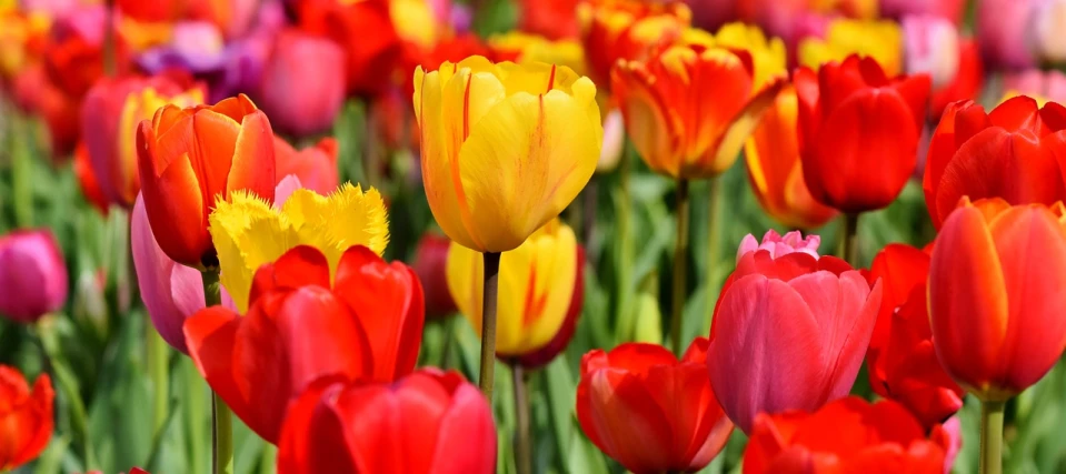 a field of red, yellow and pink tulips, a picture, by Hans Schwarz, shutterstock, dynamic closeup, colors: yellow, 🦩🪐🐞👩🏻🦳, garden with flowers background