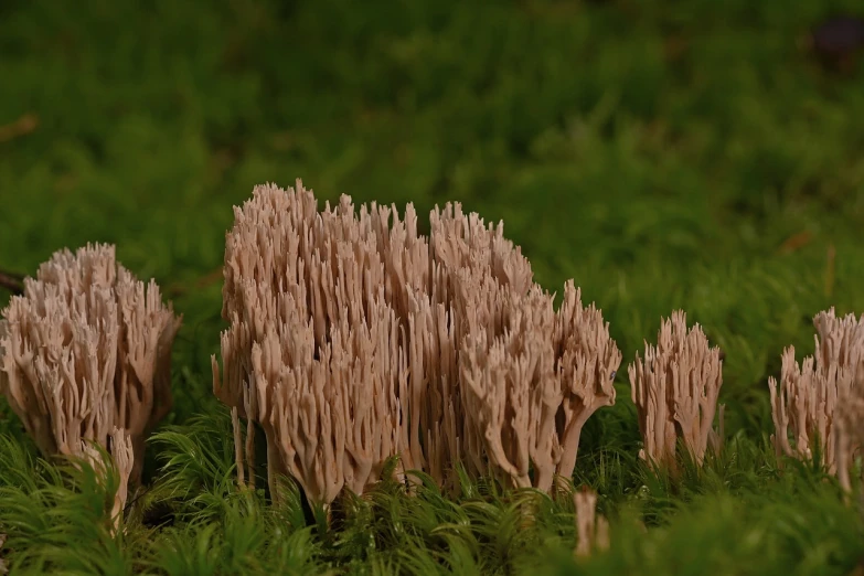 a bunch of sticks sticking out of the ground, a macro photograph, by Attila Meszlenyi, polycount, forest made out of mushroom, claymation style, miniature forest, highly detailed product photo