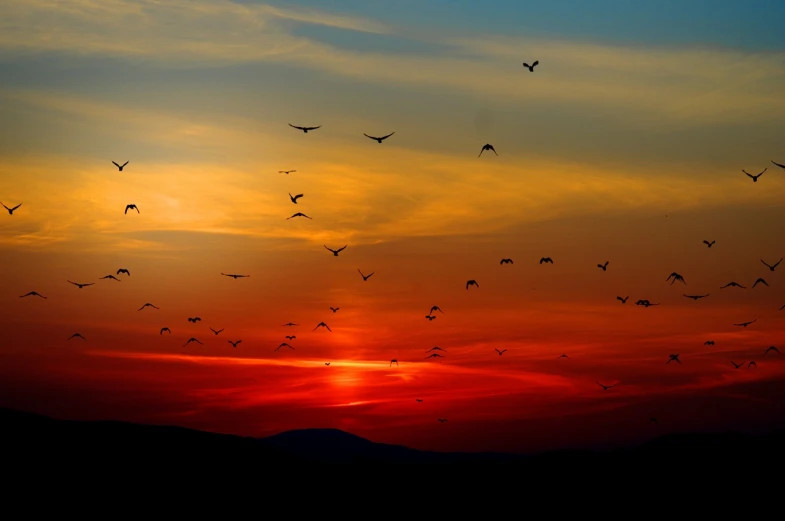 a flock of birds flying in the sky at sunset, a picture, flickr, mountains and colorful sunset!!, birds eye, viktor antonov, red sunset