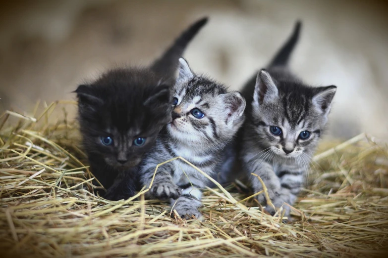 a couple of kittens sitting on top of a pile of hay, a picture, pixabay, purism, three animals, small blue eyes, in a row, wallpaper - 1 0 2 4