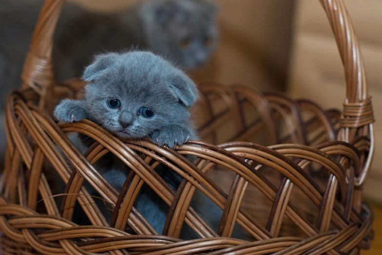 a close up of a kitten in a basket, a picture, by Ivan Grohar, flickr, romanticism, blue gray, sad scene, scottish fold, calmly conversing 8k