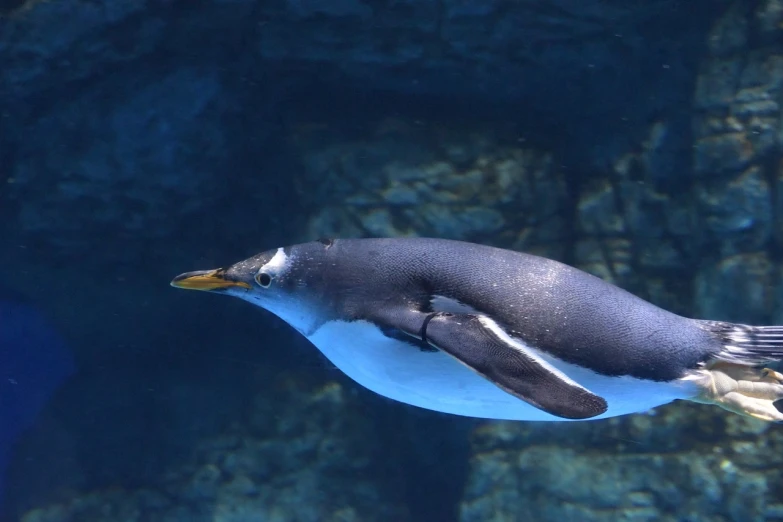a close up of a penguin swimming in an aquarium, flickr, 1128x191 resolution, tian zi, long arm, wallpaper - 1 0 2 4