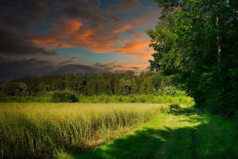 a field of grass and trees with a sunset in the background, by Karl Pümpin, color field, path into lush forest, cinematic composition hdr, blossom wheat fields, vibrant red and green colours