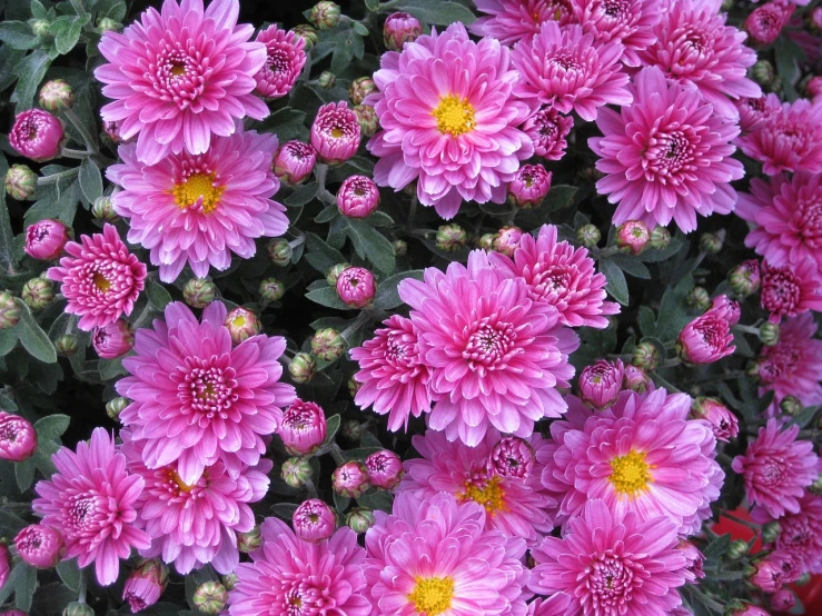 a close up of a bunch of pink flowers, chrysanthemums, posing for camera, fall, beautiful flower