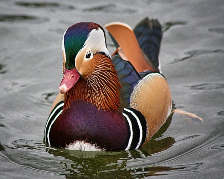 a duck floating on top of a body of water, by Jan Rustem, flickr, gorgeous colors, a full-color airbrushed, gentleman, an interesting color scheme